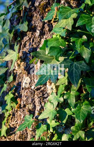 Escalade de lierre sur l'écorce de tronc dans la forêt verte avec la lumière naturelle Banque D'Images