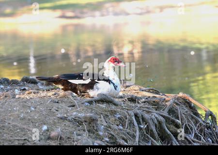 Canard de barbarie. Banque D'Images