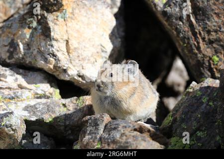 PIKA au-dessus du bassin d'Arapahoe Banque D'Images