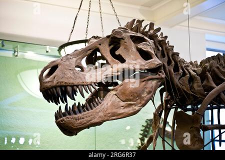 NEW YORK - JUILLET 8 : le Musée américain d'histoire nationale de Newe York possède une grande collection de squelettes de dinosaures et de paléhistoriques également humains ex Banque D'Images