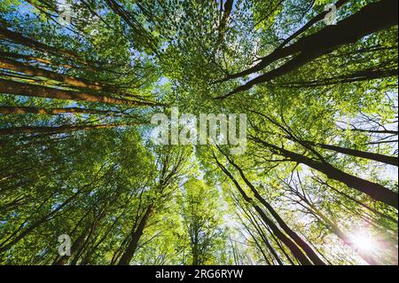 Bas Grand angle Voir la forêt de hêtres, Green Tall Forest et le soleil à travers les feuilles au printemps Banque D'Images