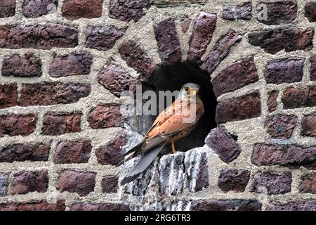 Un kestrel (Falco tinnunculus) assis dans un trou dans un mur de briques rouges Banque D'Images