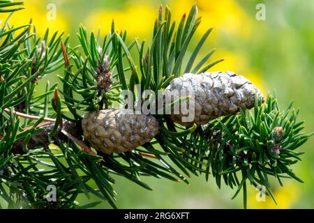Jack Pine Pinus banksiana Cones close-up Needles, Branch Banque D'Images