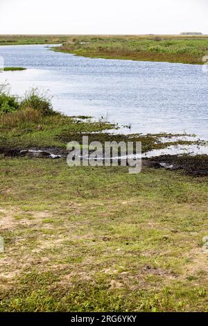 Observation des capybaras dans son habitat naturel, l'Esteros del Ibera, un marais et un paradis pour les amoureux de la nature et les observateurs d'oiseaux en Argentine, Amérique du Sud Banque D'Images