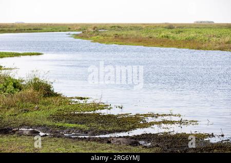 Observation des capybaras dans son habitat naturel, l'Esteros del Ibera, un marais et un paradis pour les amoureux de la nature et les observateurs d'oiseaux en Argentine, Amérique du Sud Banque D'Images