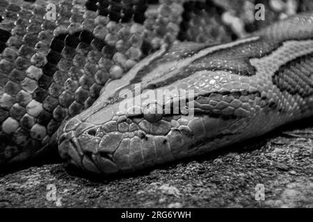 Gros plan d'un serpent en noir et blanc Banque D'Images