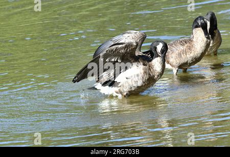 Déployez vos ailes. Banque D'Images