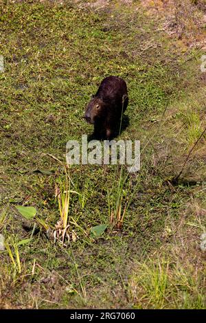 Observer un capybara dans son habitat naturel, l'Esteros del Ibera, un marais et un paradis pour les amoureux de la nature et les observateurs d'oiseaux en Argentine, Amérique du Sud Banque D'Images