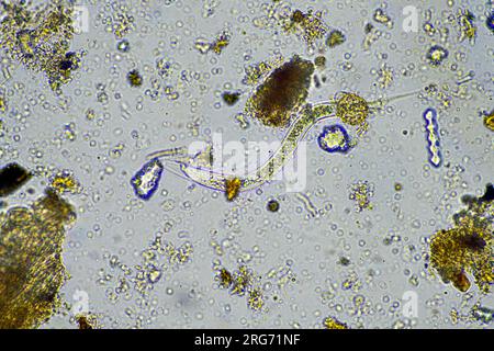 bactéries alimentant le nématode du sol dans un échantillon de sol sous microscope sur une ferme régénérative Banque D'Images