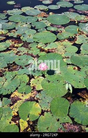 Lotus en fleurs parmi les nappes de lys sur un lac sur une journée ensoleillée vue d'en haut Banque D'Images