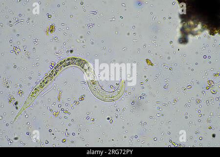 nématode bactérien se nourrissant du sol dans un échantillon de sol au microscope dans une ferme en australie Banque D'Images