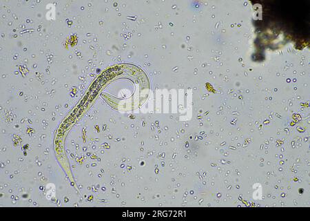 nématode bactérien se nourrissant du sol dans un échantillon de sol au microscope dans une ferme en australie Banque D'Images