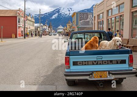 Chiens à l'arrière d'un véhicule sur Broadway, Skagway Banque D'Images