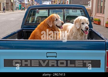 Chiens à l'arrière d'un véhicule sur Broadway, Skagway Banque D'Images