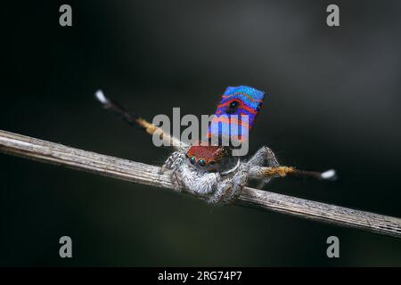 Araignée paon mâle, Maratus gemmifer, montrant pour une araignée femelle. Banque D'Images