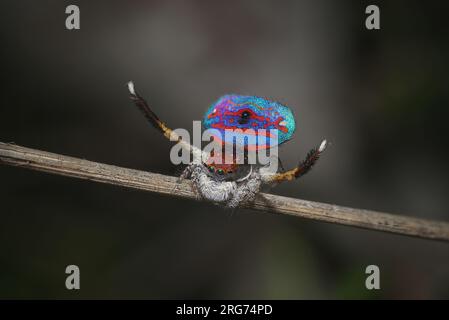 Araignée paon mâle, Maratus gemmifer, montrant pour une araignée femelle. Banque D'Images