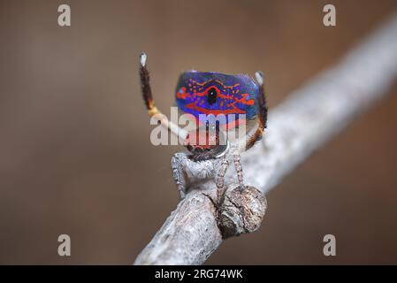 Araignée paon mâle, Maratus gemmifer, montrant pour une araignée femelle. Banque D'Images