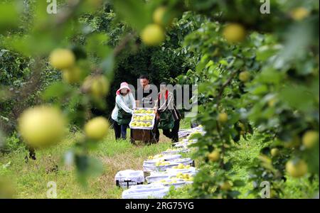 Pékin, province chinoise du Henan. 7 août 2023. Des agriculteurs transportent des poires nouvellement cueillies dans le district de Yicheng de la ville de Zhumadian, dans la province du Henan, au centre de la Chine, le 7 août 2023. Mardi marque 'Liqiu', ou le début de l'automne, le premier jour de l'automne sur le calendrier lunaire chinois. Les agriculteurs de différentes régions du pays sont occupés par la récolte. Crédit : mi Shan/Xinhua/Alamy Live News Banque D'Images