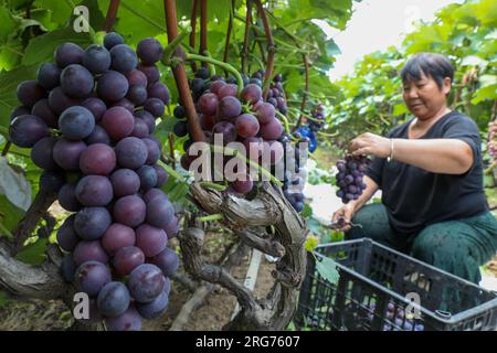 Pékin, province chinoise du Henan. 7 août 2023. Un agriculteur récolte des raisins dans une base de plantation de raisins dans le canton de Zhangbaqiao, comté de Baofeng, province du Henan, au centre de la Chine, le 7 août 2023. Mardi marque 'Liqiu', ou le début de l'automne, le premier jour de l'automne sur le calendrier lunaire chinois. Les agriculteurs de différentes régions du pays sont occupés par la récolte. Crédit : HE Wuchang/Xinhua/Alamy Live News Banque D'Images