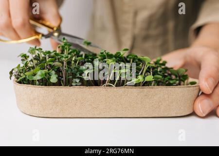 Gros plan de femme méconnaissable coupant micro vert cultivé maison prêt à manger ; mode de vie durable et sain Banque D'Images