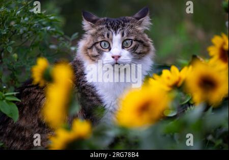 Berlin, Allemagne. 07 août 2023. Un chat est assis dans le jardin d'un militant des droits des animaux de l'organisation de protection des animaux 'la voix des animaux'. Le 8 août est la Journée internationale du chat. Crédit : Monika Skolimowska/dpa/Alamy Live News Banque D'Images