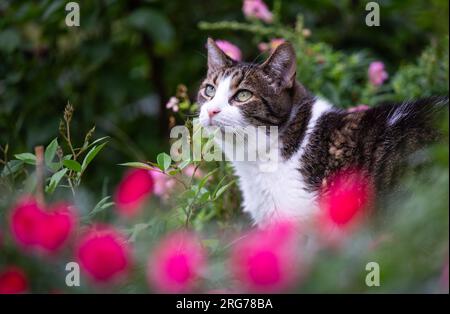 Berlin, Allemagne. 07 août 2023. Un chat est assis dans le jardin d'un militant des droits des animaux de l'organisation de protection des animaux 'la voix des animaux'. Le 8 août est la Journée internationale du chat. Crédit : Monika Skolimowska/dpa/Alamy Live News Banque D'Images