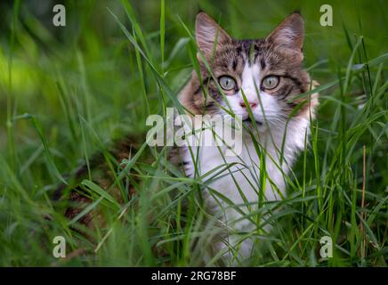 Berlin, Allemagne. 07 août 2023. Un chat est assis dans le jardin d'un militant des droits des animaux de l'organisation de protection des animaux 'la voix des animaux'. Le 8 août est la Journée internationale du chat. Crédit : Monika Skolimowska/dpa/Alamy Live News Banque D'Images