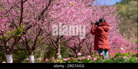 Femme photographe prenant des photos de cerisiers en fleurs dans le jardin. Voyage Thaïlande Banque D'Images