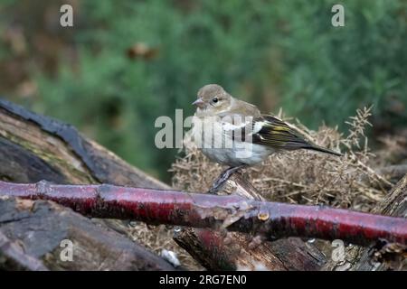 Un gros plan d'un chaffinch femelle alors qu'elle se perche sur une branche sous la pluie Banque D'Images