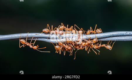 Groupe de fourmis rouges travaillant sur le fil barbelé, photo macro Weaver fourmis, travail d'équipe dans la nature et fond sombre. Banque D'Images