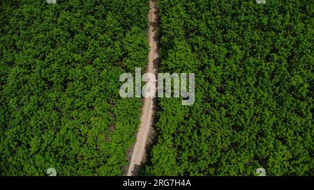 Beau paysage sur un chemin de terre parmi de beaux espaces verts. Fond naturel de paysage. Banque D'Images