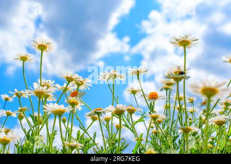 Vue grand-angle de marguerites entièrement fleuries sous une vaste étendue de ciel bleu ornée de nuages blancs moelleux. Contexte lié au printemps et au renouveau. Banque D'Images