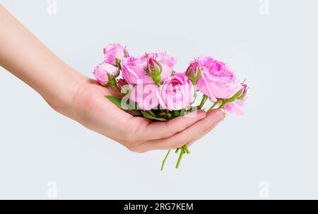 Pétales délicats de roses fraîchement coupées fleurissant à la main sur fond blanc. Banque D'Images