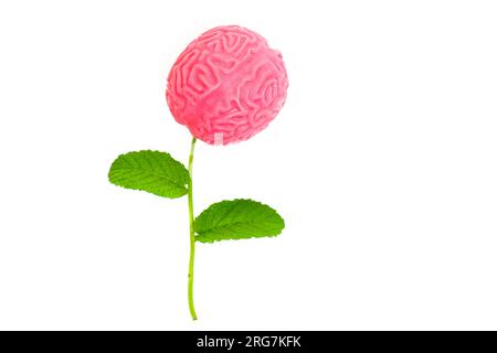 Cerveau créatif comme composition florale arrangée à partir d'une tige fraîche avec des feuilles vertes et un modèle miniature de cerveau humain isolé sur fond blanc. Banque D'Images