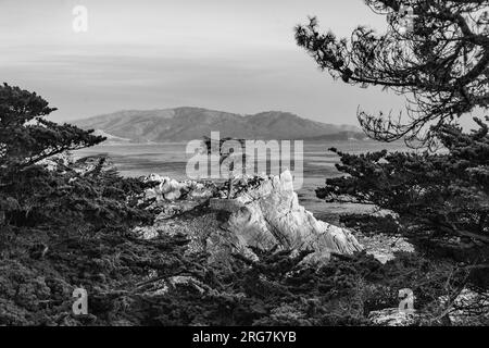 Monterrey, États-Unis - 26 juillet 2008 : vue sur l'arbre Lone Cypress le long de la célèbre 17 Mile Drive à Monterey. Des sources affirment que c'est l'un des arbres les plus photographiés Banque D'Images