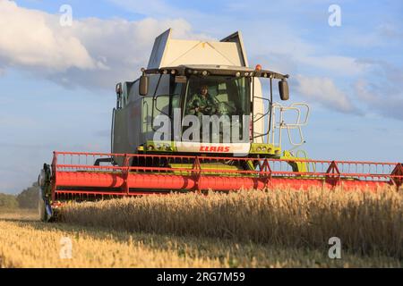 Langtoft, Lincolnshire, Royaume-Uni. 7 août 2023 UK Météo. Les agriculteurs profitent d'une pause dans le temps et récoltent de l'orge sous le soleil de fin de soirée dans le Lincolnshire crédit photo : Tim Scrivener/Alamy Live News Banque D'Images