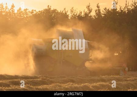 Langtoft, Lincolnshire, Royaume-Uni. 7 août 2023 UK Météo. Les agriculteurs profitent d'une pause dans le temps et récoltent de l'orge sous le soleil de fin de soirée dans le Lincolnshire crédit photo : Tim Scrivener/Alamy Live News Banque D'Images