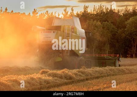 Langtoft, Lincolnshire, Royaume-Uni. 7 août 2023 UK Météo. Les agriculteurs profitent d'une pause dans le temps et récoltent de l'orge sous le soleil de fin de soirée dans le Lincolnshire crédit photo : Tim Scrivener/Alamy Live News Banque D'Images