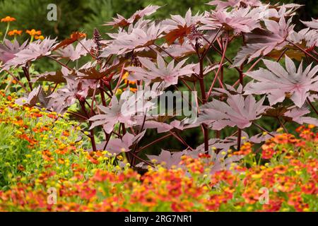 Feuilles de plante d'huile de ricin, Ricinus communis 'New Zealand Purple' feuillage violet dans un jardin Banque D'Images