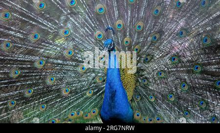 Paon avec queue fluide avec plumes multicolores dans le zoo Banque D'Images