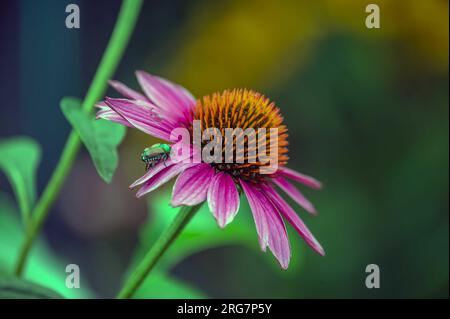 Echinacea purpurea fleur de cône de coneflower violet gros plan avec fond de jardin bokeh défocalisé et un coléoptère vert irridescent commun à l'air libre Banque D'Images