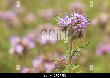 Tansie bleue de la plante à fleurs phacelia en champ cultivé, foyer sélectif Banque D'Images