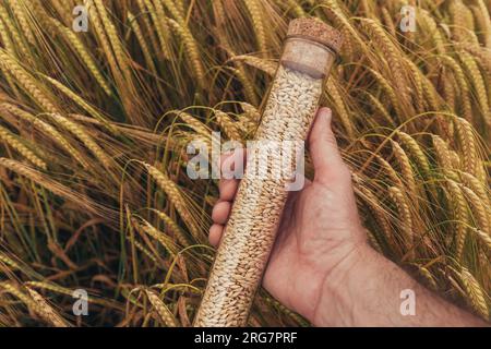 Ouvrier agricole tenant un tube en plastique avec un échantillon de grain de blé, mise au point sélective Banque D'Images