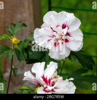 'Speciosus' Rose de Sharon, Frilandshibiskus (Hibiscus syriacus) Banque D'Images