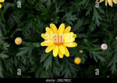 Fleurs jaunes complètes de Chrysanthème dans le jardin Banque D'Images