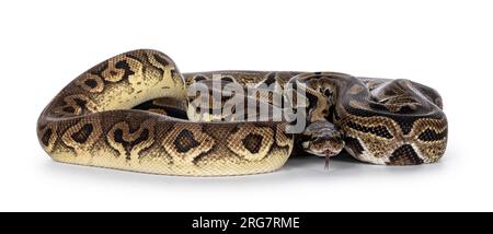 Deux morphes de ball Python aka Python Regius, emmêlés et vivant comme ami. Isolé sur fond blanc. Banque D'Images