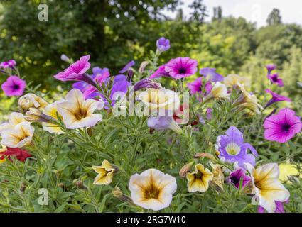 Fleurs de panse sauvages multicolores vives sur un fond vert dans les montagnes Banque D'Images