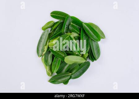 Pile de feuilles vertes d'un arbre tropical isolé sur fond blanc. Banque D'Images