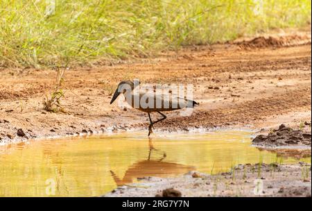 Le Hamerkop est un oiseau imprégné de mythes et de légendes autour de l'Afrique. Ils ont un appel distinctif et peuvent être trouvés par n'importe quelle eau, des flaques temporaires. Banque D'Images