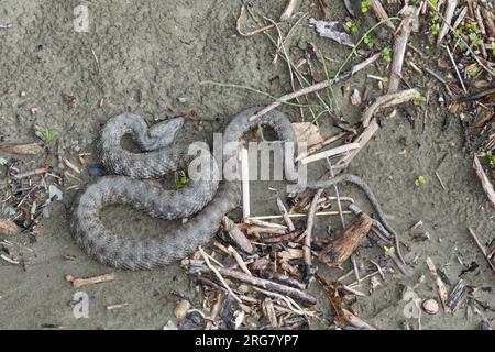 Würfelnatter, Würfel-Natter, Natter, Natrix tessellata, dice Snake, serpent d'eau, la Couleuvre tessellée Banque D'Images